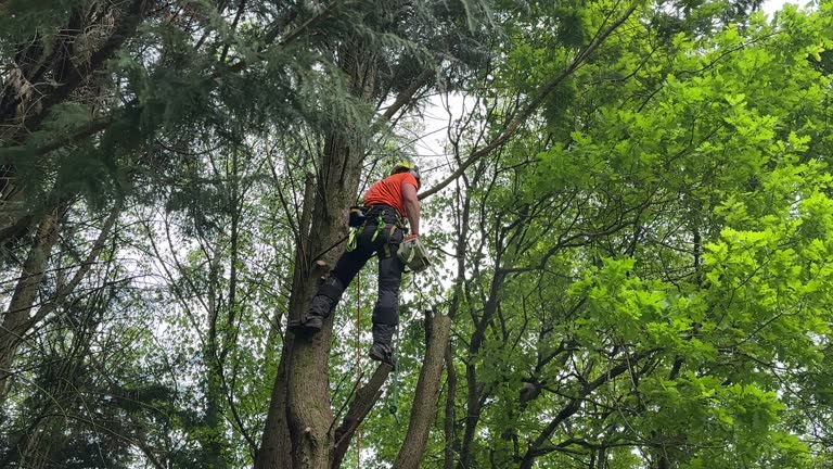 Best Arborist Consultation Services  in Salix, PA